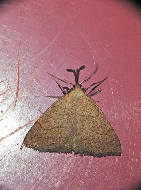Polypogon tentacularia - sötétaljú karcsúbagoly
