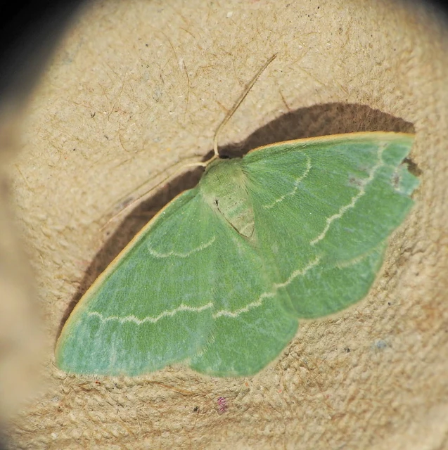 Chlorissa viridata - üdezöld araszoló