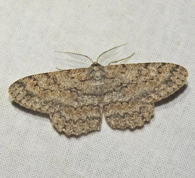 Hypomecis punctinalis - pettyes faaraszoló