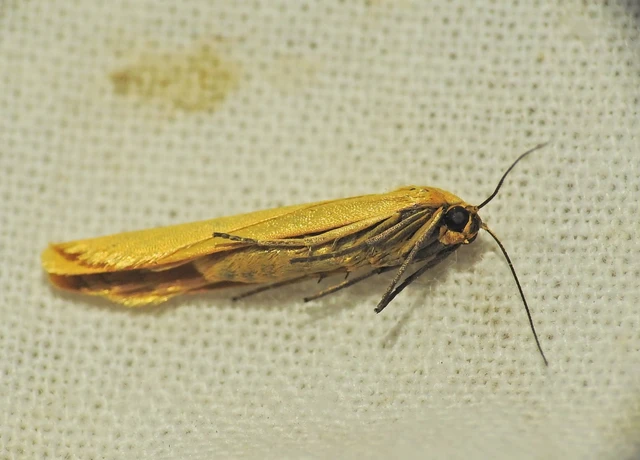 Eilema lutarella - narancsszínű zuzmószövő