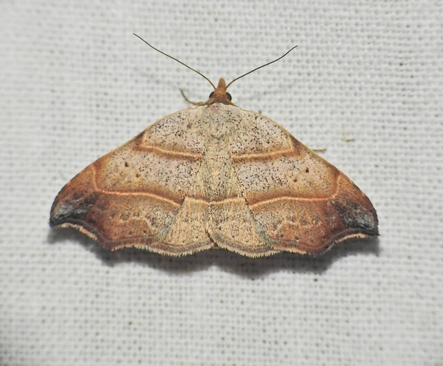 Laspeyria flexula - zuzmóbagoly