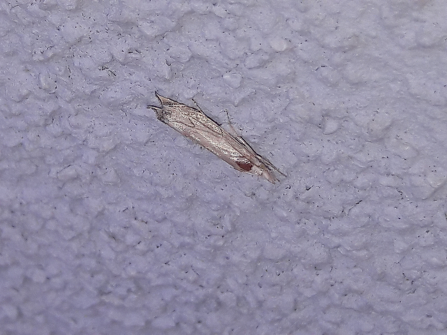Metacrambus carectellus - homoki fűgyökérmoly