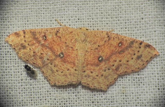 Cyclophora porata - körös pettyesaraszoló