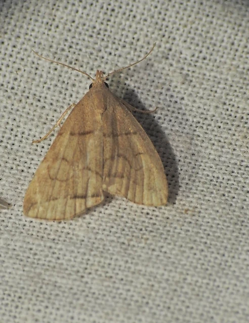 Herminia grisealis - ligeti karcsúbagoly