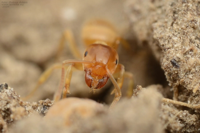 Lasius flavus - gyakori borostyánhangya