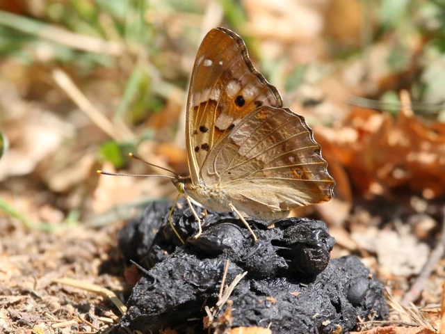 Apatura ilia - kis színjátszólepke