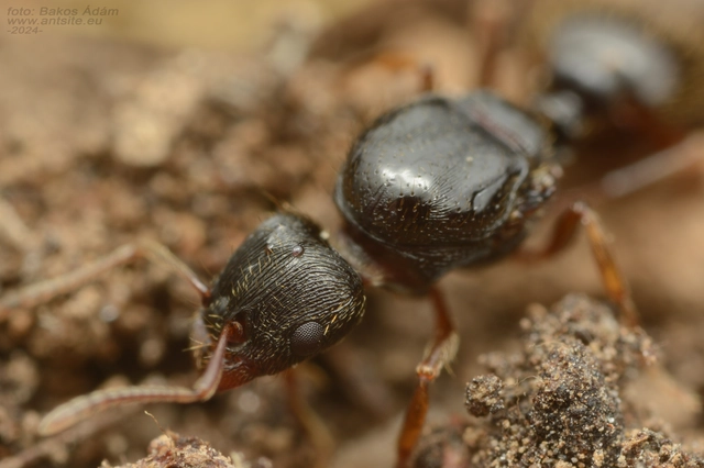 Tetramorium