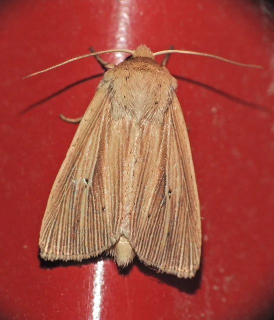 Mythimna pallens/impura/straminea