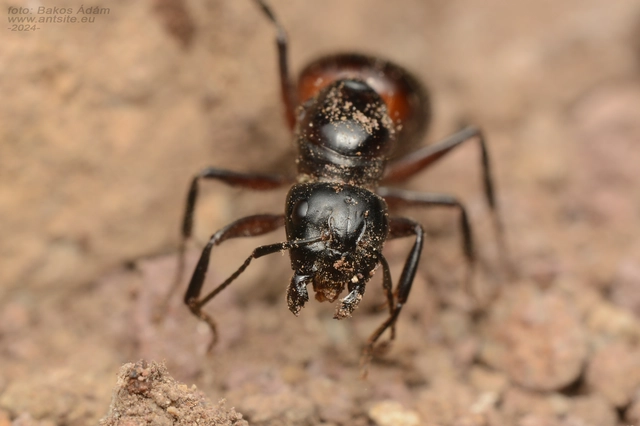 Camponotus ligniperda - faodvasító lóhangya