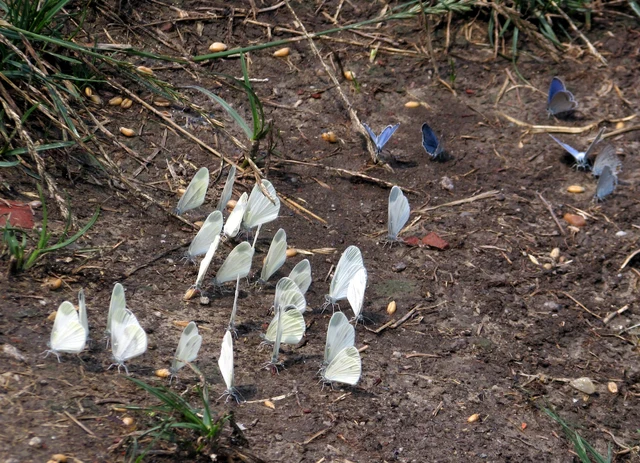 Leptidea sinapis - mustárlepke