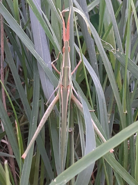 Acrida ungarica - sisakos sáska