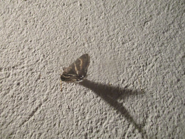 tölgy-porcelánbagoly - Prodotis stolida