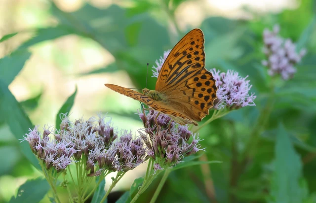 Argynnis paphia - nagy gyöngyházlepke