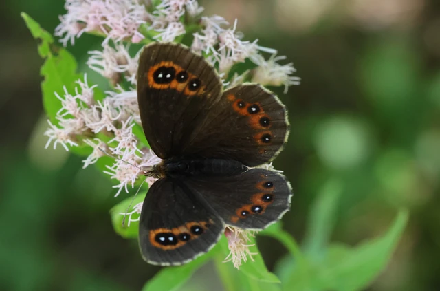 Erebia aethiops - közönséges szerecsenlepke