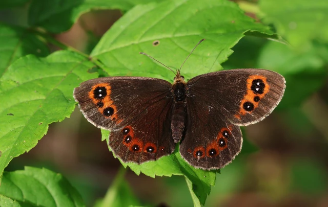 Erebia aethiops - közönséges szerecsenlepke