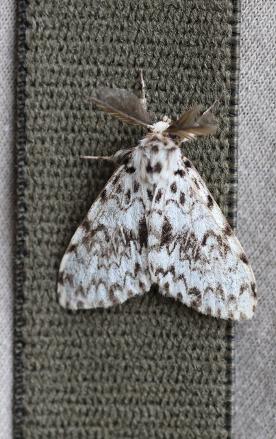 Lymantria monacha - apácalepke