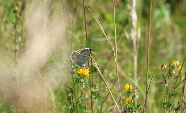 Polyommatus coridon - ezüstkék boglárka