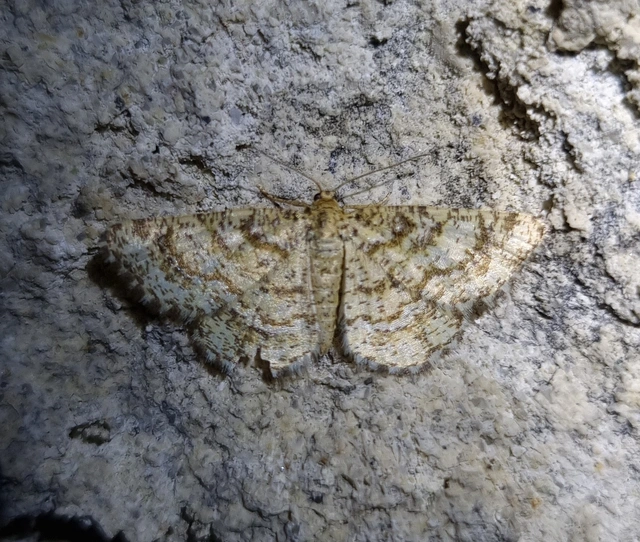 bőrszínű araszoló - Heliomata glarearia