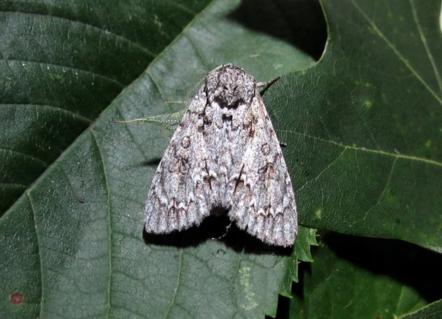Acronicta aceris - vadgesztenye-szigonyosbagoly