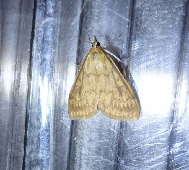 Ostrinia nubilalis - kukoricamoly