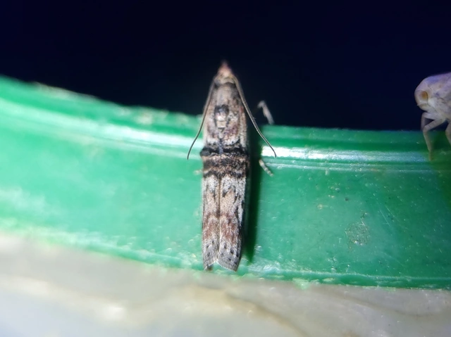Nephopterix angustella - kecskerágó-karcsúmoly