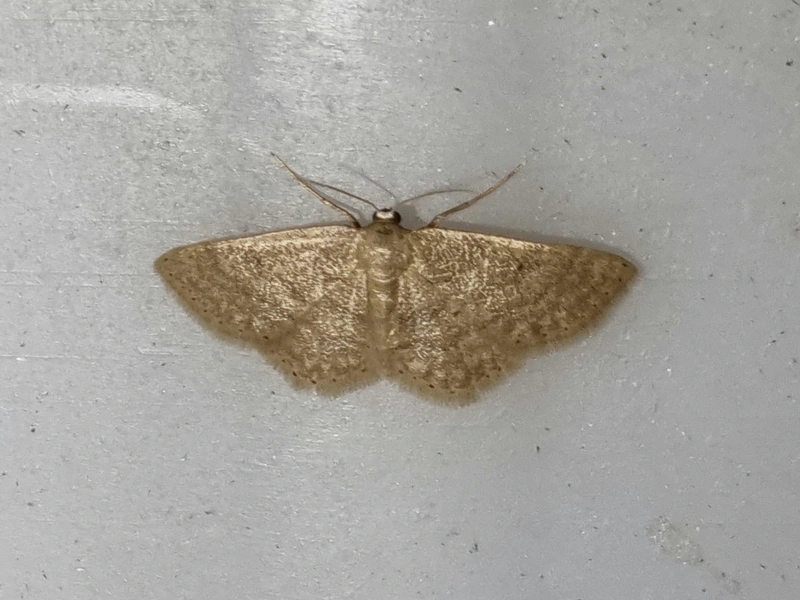 Idaea obsoletaria rufularia - sárgás apróaraszoló