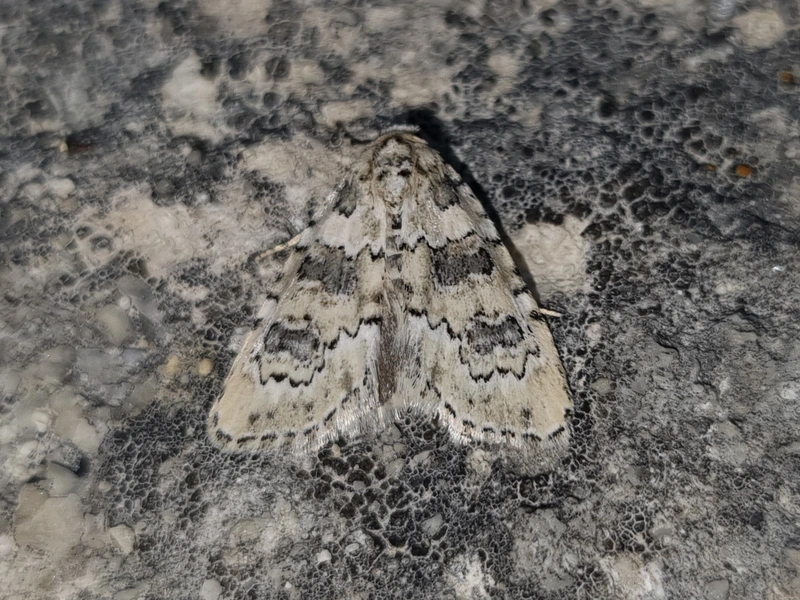 Bryophila domestica - halványzöld zuzmóbagoly