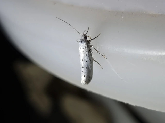 Yponomeuta