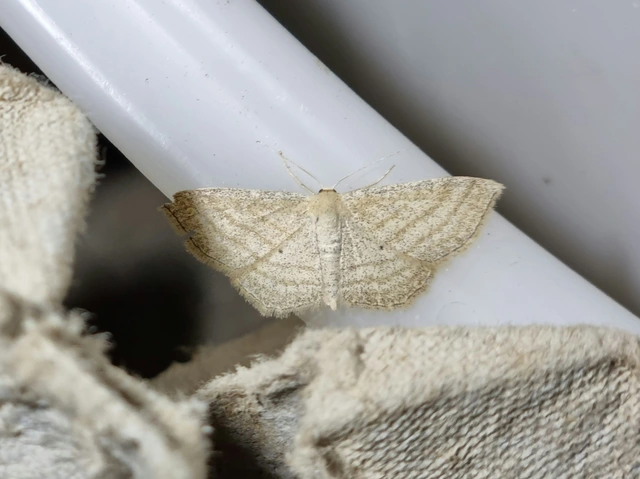 Scopula virgulata - vesszős sávosaraszoló
