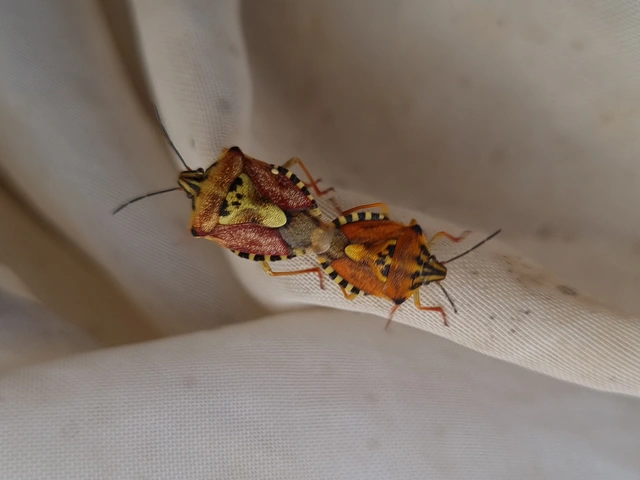 Carpocoris Carpocoris