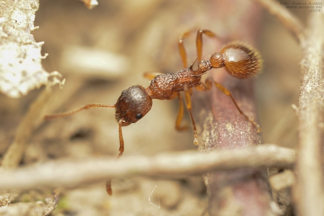 Myrmica ruginodis - erdei bütyköshangya