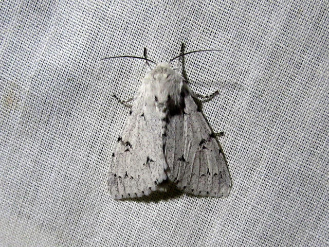 Acronicta leporina - fehér szigonyosbagoly