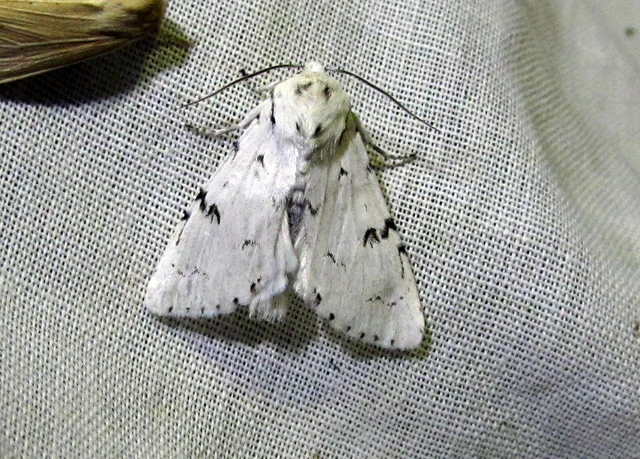 Acronicta leporina - fehér szigonyosbagoly