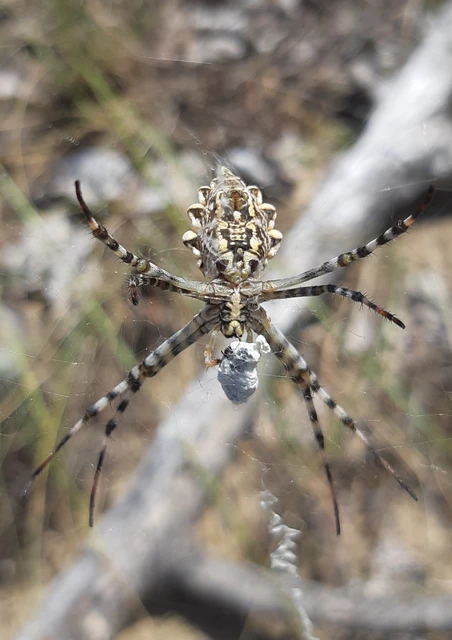 Argiope lobata - karéjos keresztespók