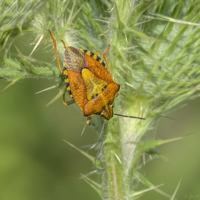 Carpocoris Carpocoris