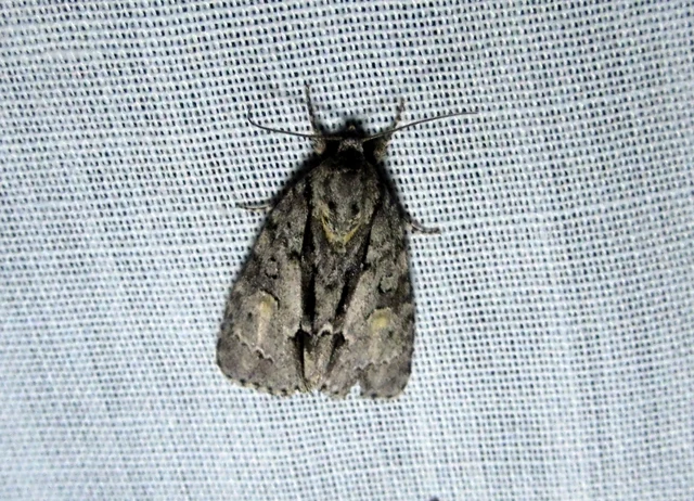 Acronicta strigosa - kis szigonyosbagoly