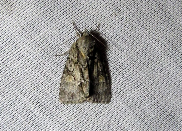 Acronicta strigosa - kis szigonyosbagoly