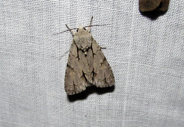 Acronicta cuspis/tridens/psi
