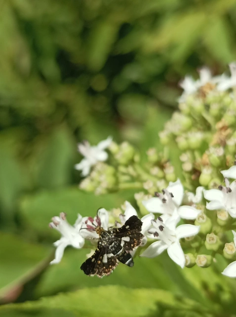 Thyris fenestrella - gyakori ablakosmoly