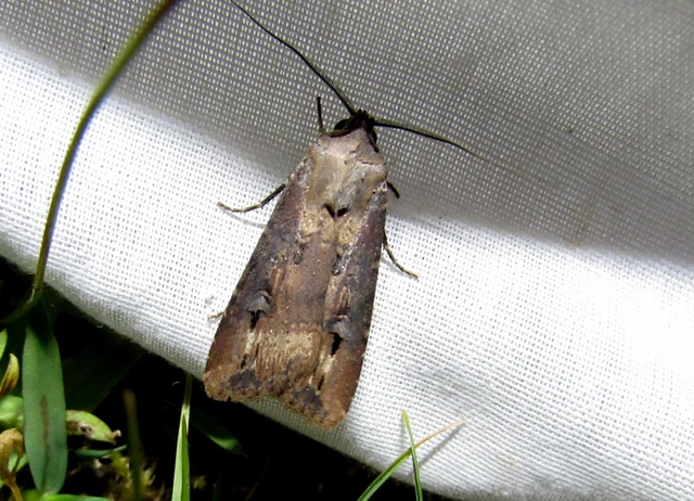Agrotis ipsilon - nagy földibagoly