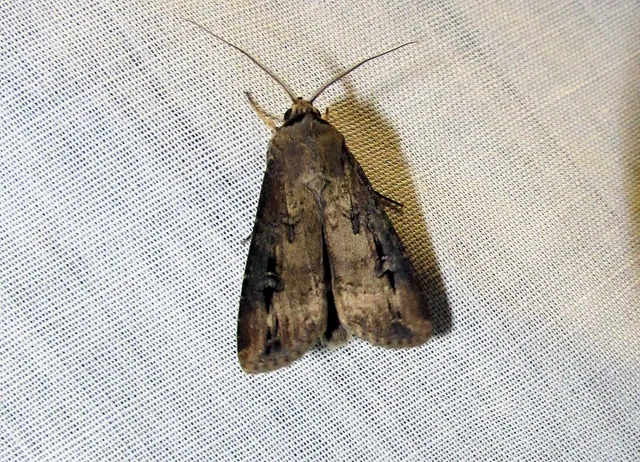 Agrotis ipsilon - nagy földibagoly