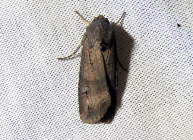 Agrotis ipsilon - nagy földibagoly