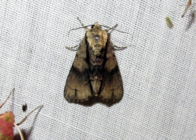 Acronicta alni - éger-szigonyosbagoly