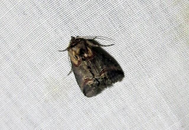 Abrostola triplasia - közönséges csalánbagoly