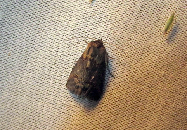 Abrostola triplasia - közönséges csalánbagoly