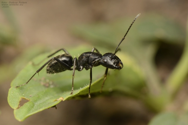 Camponotus vagus - fekete lóhangya