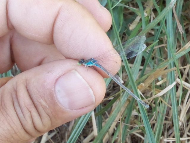 Erythromma viridulum - kis pirosszemű-légivadász