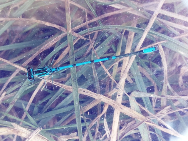 Coenagrion puella - azúrkék légivadász