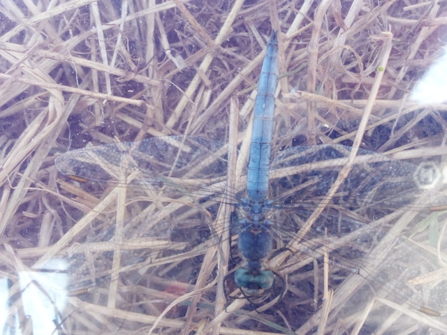 Orthetrum coerulescens - karcsú pásztorszitakötő