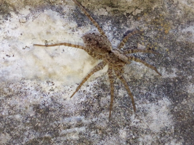 Pardosa